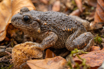 Crapaud accoucheur (Alytes obstetricans) France Pyrénnées