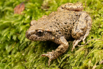 Crapaud accoucheur (Alytes obstetricans) France Pyrénnées