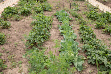 Fototapeta na wymiar small garden in a green garden. fresh vegetables from the bed