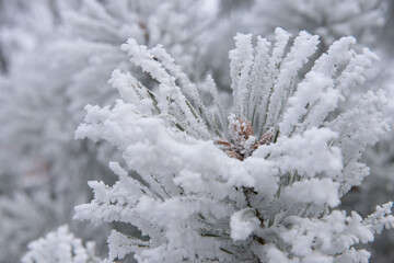 Larch twig with frost