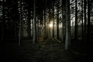 Fototapeta premium Dark woods