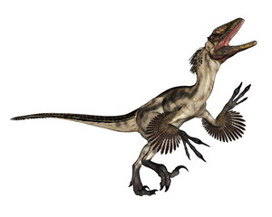 Deinonychus dinosaur roaring isolated in white background - 3D render