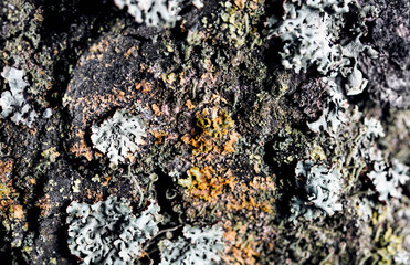 Foliose Lichen texture on the tree. Highly detailed fungus and moss in the outdoors forest.