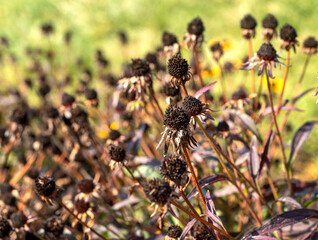 Closeup brown, dying black eye susan cone flower buds in sunshine