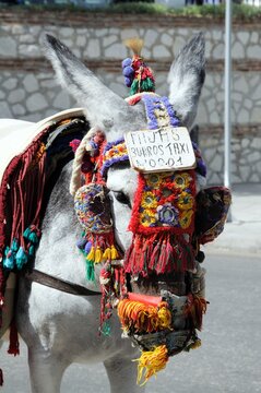 Donkey with bridle for childrens rides, Mijas, Spain.