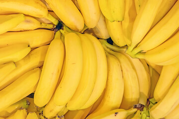 yellow banana fruit background top down view. Ripe bunch of bananas. Fresh vegan food. Healthy refreshment meal. Exotic tropical things.  Whole bananas on shelf in grocery store