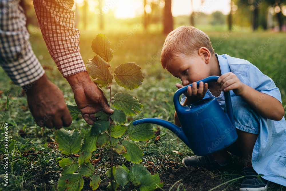 Wall mural boy with his grandfather planting a tree in the city park