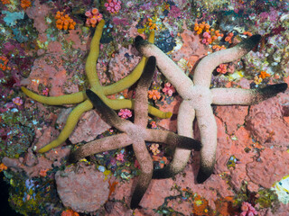 Starfish on the coral reef (Mergui archipelago, Myanmar) © Mayumi.K.Photography