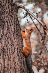 squirrel