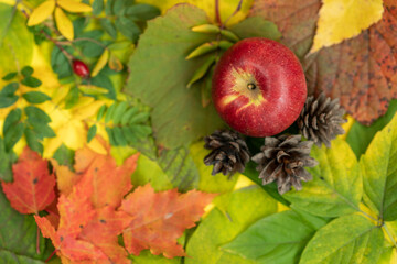 Autumn flat lay. Top view of apple on the autumn leaves. Autumn colors.