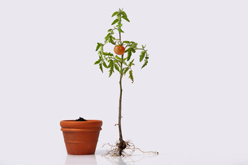 tomato plant with roots and a flower pot w/ soil. flowering and fruiting plant with a ripe red tomato and root system. studio close up isolated