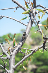 Chicharra en una rama