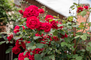 a bush of red roses in a green garden. a lot of roses