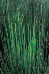 Brotes verdes en medio del bosque