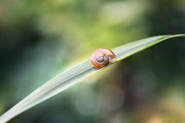 Snail on a stalk