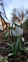 Obraz premium snowdrops in garden