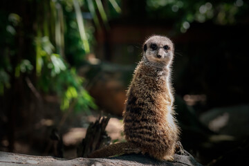 Fototapeta premium Suricato - Zoo di Pistoia