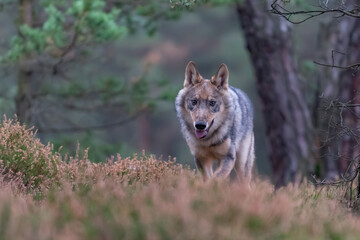 Lone wolf running in autumn forest Czech Republic