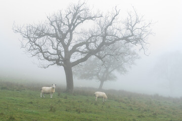Sheep and trees in foggy Northumberland landscape in autumn