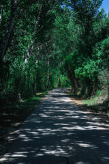 Camino por el bosque