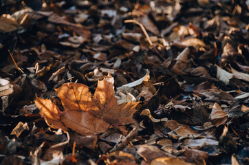 Colorful fallen leaves carpet in autumn forest
