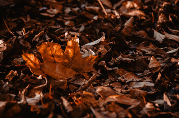 Colorful fallen leaves carpet in autumn forest