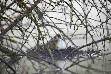 Haubentaucher im Frühnebel auf seinem Nest