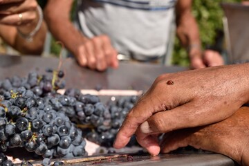 WINE raccolta coccinella vino biologico 