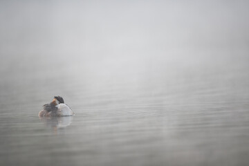 Haubentaucher im Frühnebel auf einem See