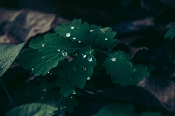 Colorful fallen leaves carpet and green leaves with dew in autumn forest