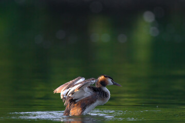 Ein Haubentaucher bei der Gefiederpflege