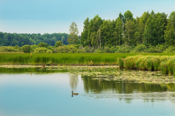 forest lake with swampy shores and birch forest on the shore, Russia