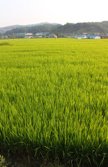 Green rice field with sunset