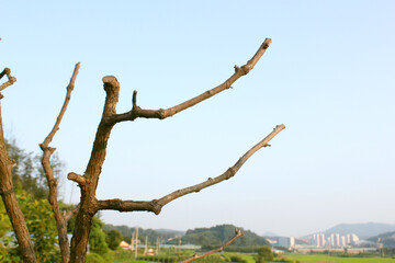 dry tree branch in nature background