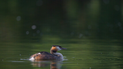 Haubentaucher auf einem Teich