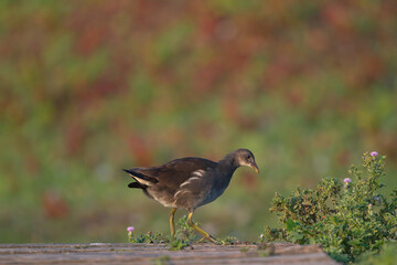 Obraz premium Juntges Teichhuhn am läuft über einen Steg