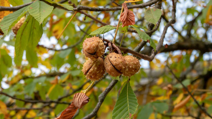 Close up of a chestnut branch with fruits