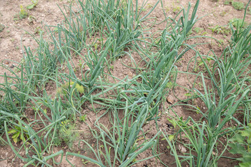 Onion sprouts in early spring at the kitchen garden