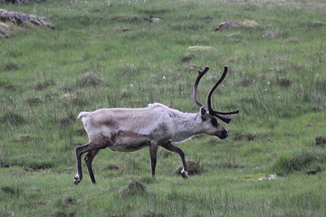 Reindeers in Iceland on a grey summer day