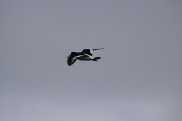 Flying Oystercatcher in front of grey sky