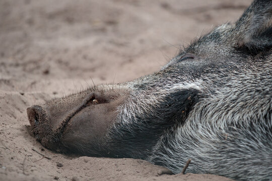 Wildschwein Maul