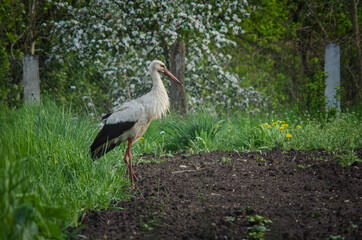 White stork - Ciconia ciconia, The stork walks on a potato field after a rain in search of frogs.