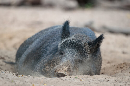 Ein Wildschwein im Sandlager am schlafen