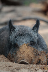 Ein Wildschwqein schiebt Sand