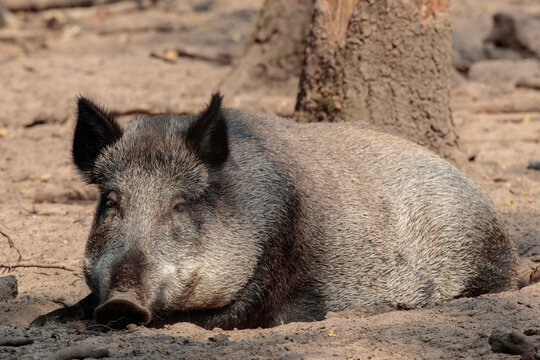 Ruhende Wildschweine im Sandlager