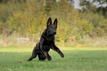 Hund, Deutscher Schäferhund, schwarz rennt, springt über eine Wiese