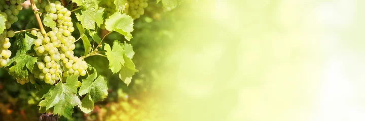 Gordijnen Close up van groene druiven in een wijngaard op groene panoramische achtergrond © Delphotostock
