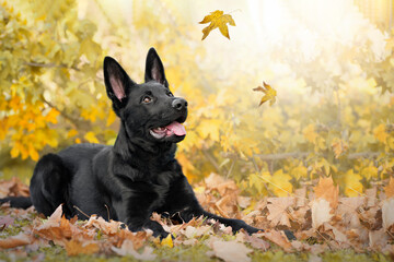 Hund, Deutscher Schäferhund, sitzt im Herbst vor einem Baum und beobachtet fallende Blätter