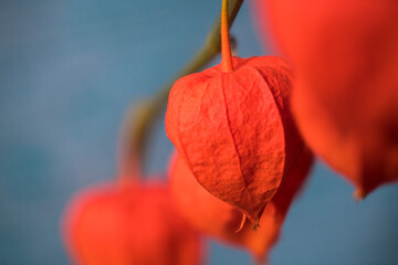 physalis flower on blue background