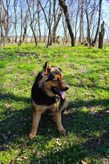 beautiful dog in a clearing in the forest